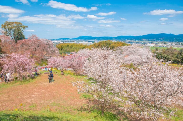 34408105 m 1 768x511