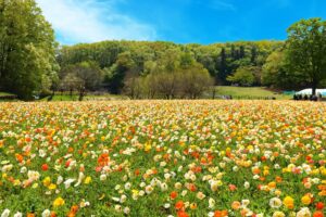 23752080 m 1 300x200