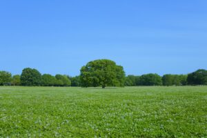 28484828 m 1 300x200