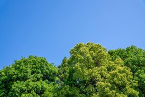 34474235 m 1 300x200